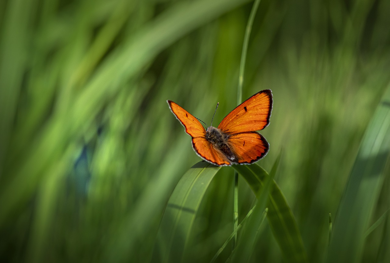 butterfly, lycaena dispar, small copper-7320158.jpg